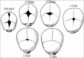 Các giai đoạn phát triển của hộp sọ